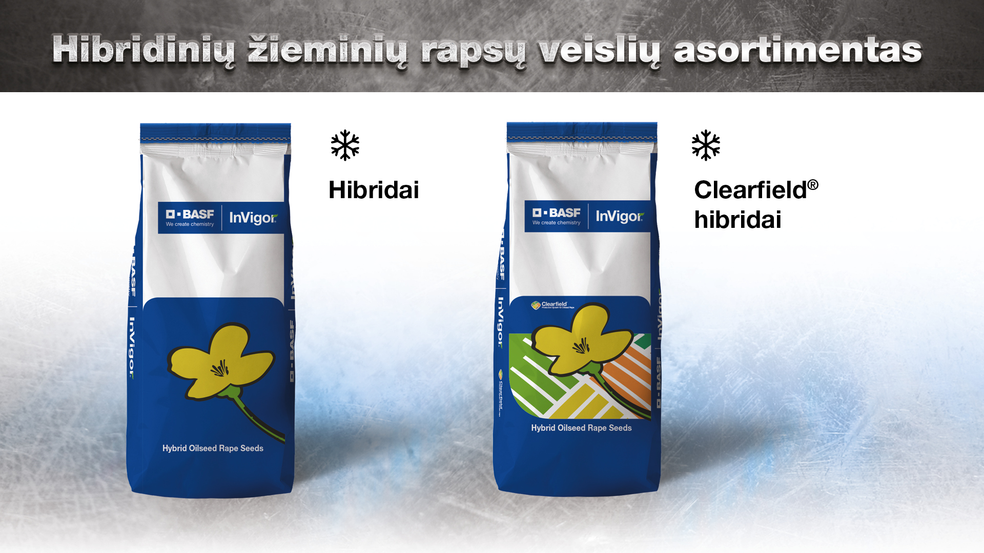 Hibridinių žieminių rapsų veislių asortimentas